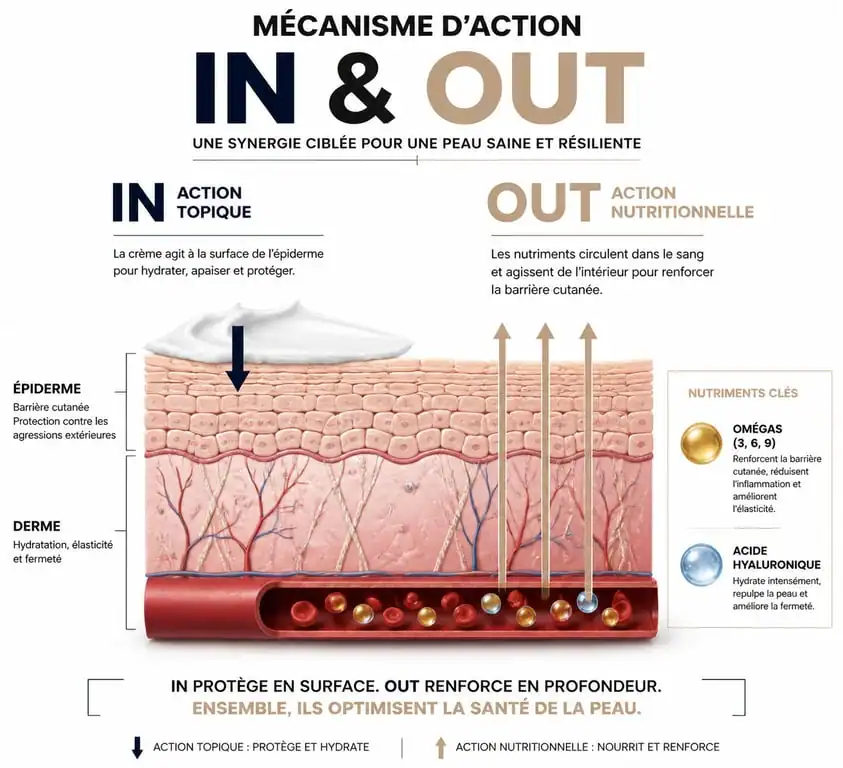 Infographie mécanisme d'action des compléments alimentaires pour peau sèche