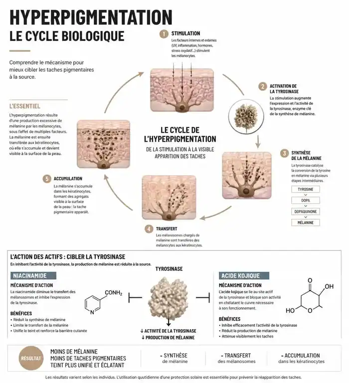Schéma explicatif du mécanisme d'action d'une crème éclaircissante pour partie intime en pharmacie